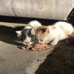 FEED 9